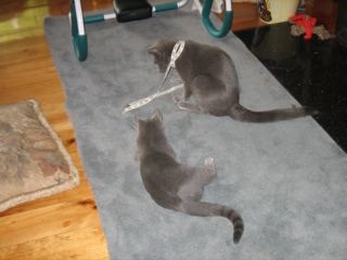 Russian Blue cats measured up